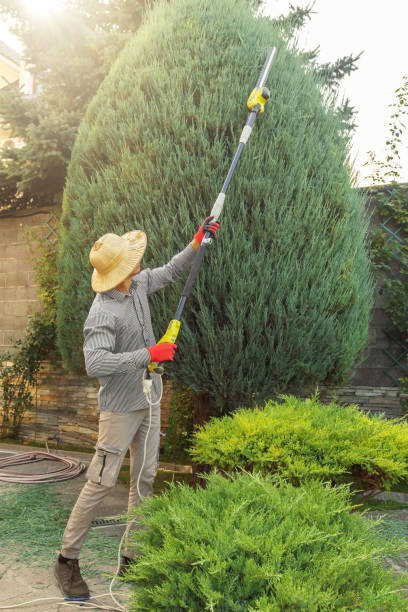 Best Tree Maintenance Programs  in Crooks, SD